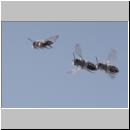 Andrena vaga - Weiden-Sandbiene 30 - Sandgrube Niedringhaussee.jpg